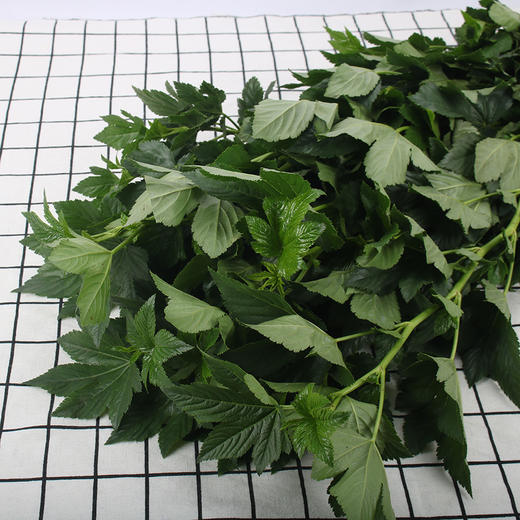 绿枫叶 商品图0