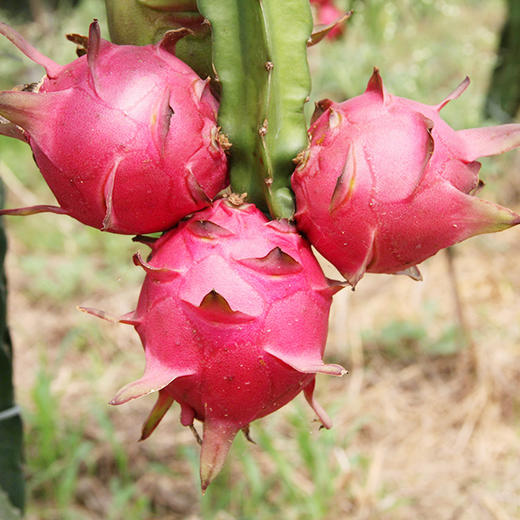 黔西南望谟金都壹号红心火龙果5斤装贵州省内包邮红肉香甜现摘现发