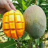 【百汇到家】凯特芒果 商品缩略图1