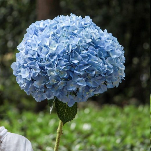 【周四团购】单枝绣球花39.8元  2人拼团 商品图4