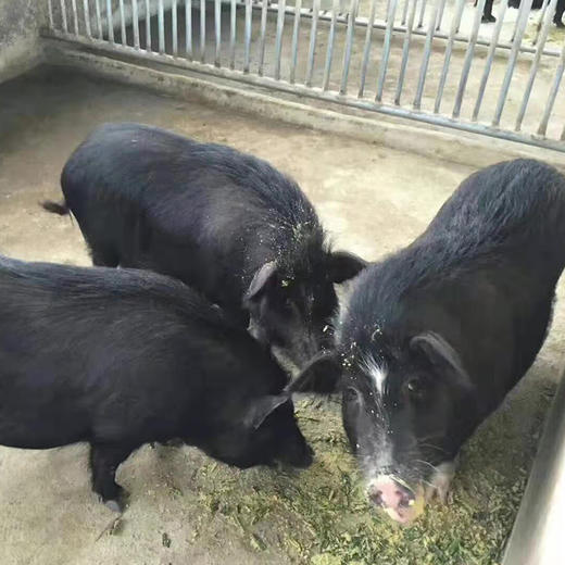 农家土猪肉 广东省内包邮 商品图2