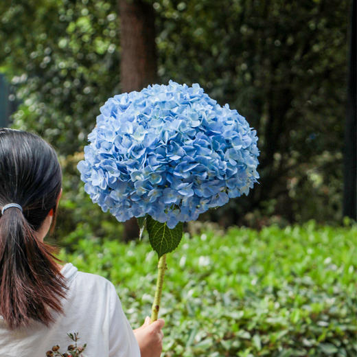 【周四团购】单枝绣球花39.8元  2人拼团 商品图3