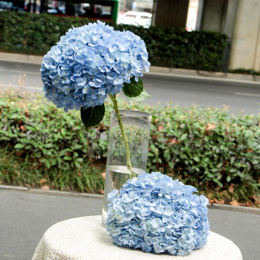 【周四团购】单枝绣球花39.8元  2人拼团 商品图2