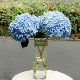 【周四团购】单枝绣球花39.8元  2人拼团