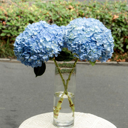 【周四团购】单枝绣球花39.8元  2人拼团 商品图0