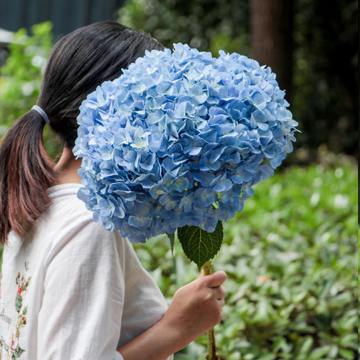 【周四团购】单枝绣球花39.8元  2人拼团 商品图1