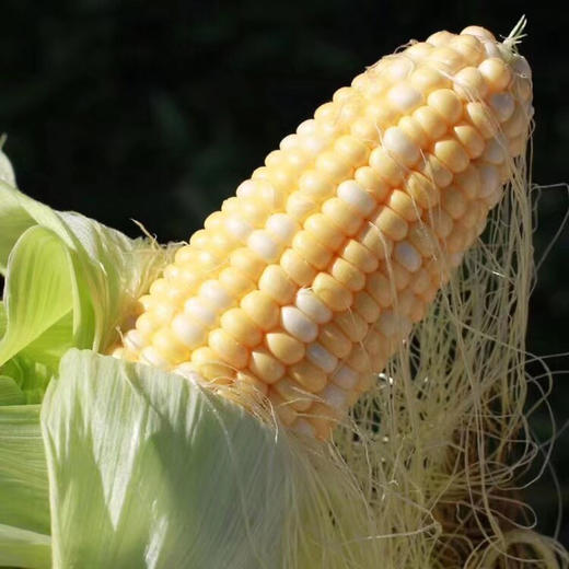 云南高原水果玉米   5/8斤 商品图13