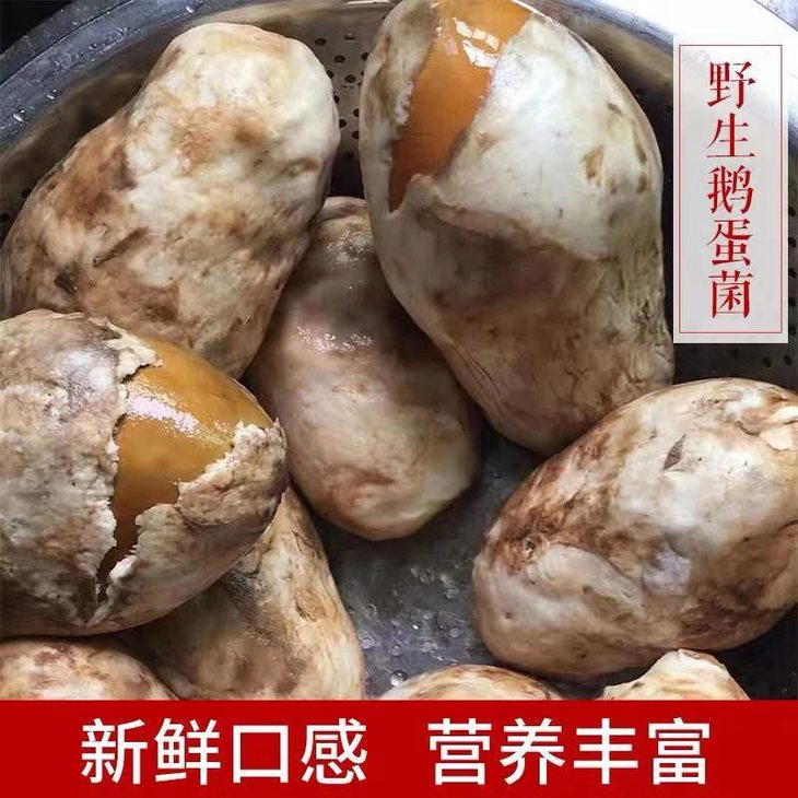 當季鮮貨組合 鮮鵝蛋菌500g 雞樅500g裝 順豐包郵72小時內發貨