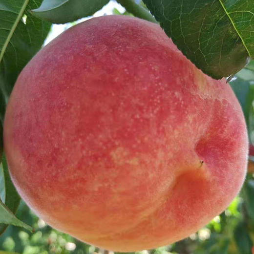 【一城帮一村】平谷大桃绿化久 5斤/份 商品图0