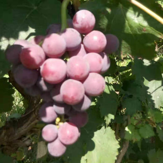 密云巨峰葡萄 商品图3