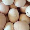 密云柴鸡蛋 商品缩略图2