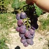 密云巨峰葡萄 商品缩略图2