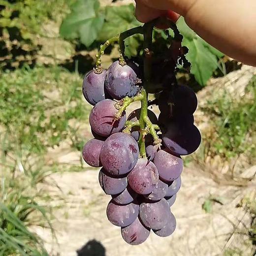 密云巨峰葡萄 商品图2