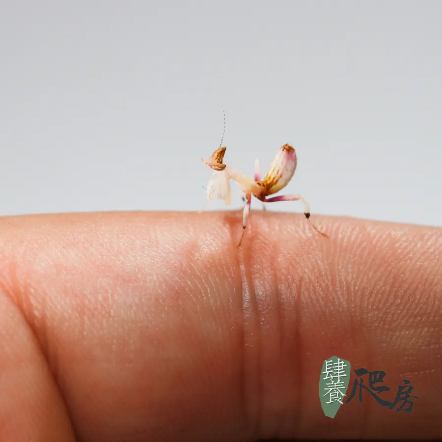 Ht 兰花螳螂冕花螳 4l 5l个体