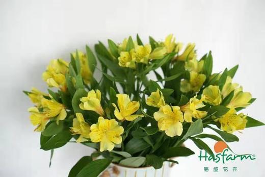海盛六出花-黄色  10枝 商品图1