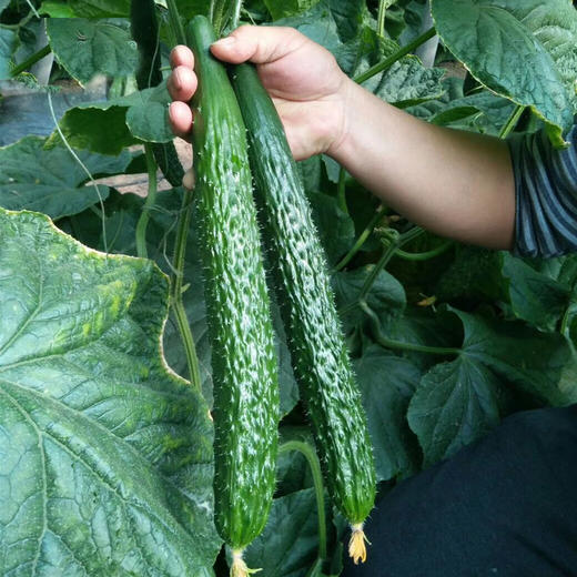 当日鲜-刺黄瓜2斤 大黄瓜 带刺黄瓜