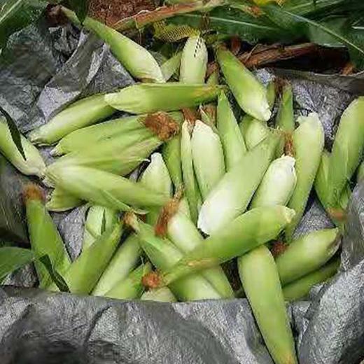 【一城帮一村】密云无公害黏玉米5根 商品图1