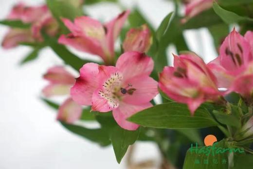 海盛六出花-深粉色 10枝 商品图1