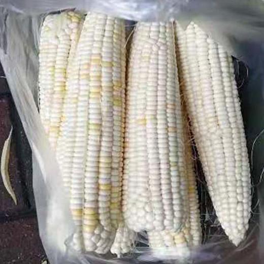 【一城帮一村】密云无公害黏玉米5根 商品图2