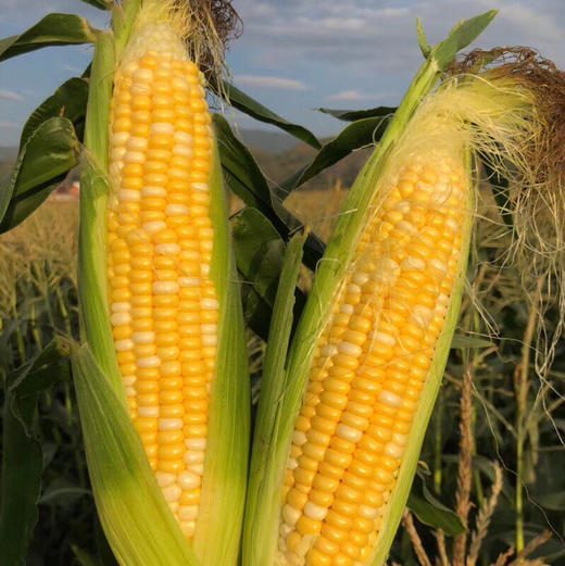 云南高原双色水果玉米