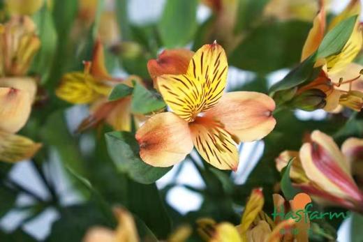 海盛六出花-橙色  10枝 商品图1