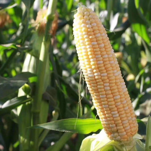 云南高原水果玉米   5/8斤 商品图12
