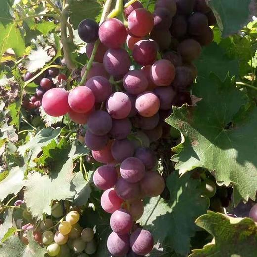 密云巨峰葡萄 商品图0