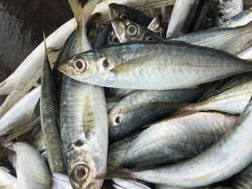 浅海巴浪鱼约4两2条