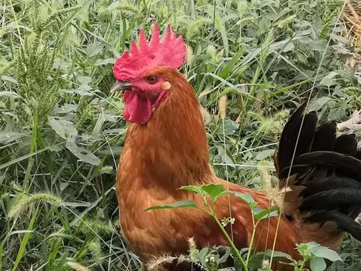 金伶俐·土公鸡（同城配送） 商品图2