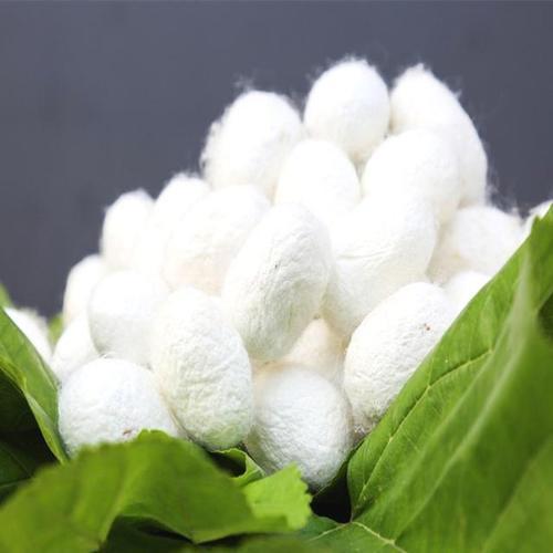 【团队定制】岭南蚕桑丝织~探访珠三角最后一家缫丝厂,尤其是一台仿制