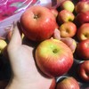 【新西兰丹烁苹果 】真心甜，小巧可爱，香甜脆爽，果香浓郁，好吃不贵！ 商品缩略图1