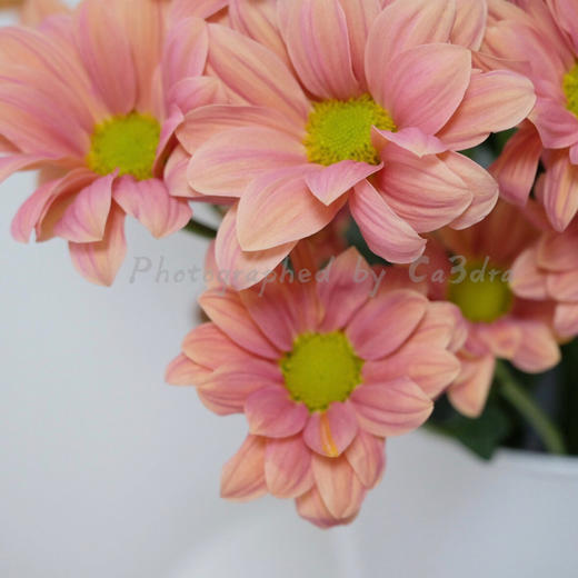 网红花材三文鱼小雏菊10支 商品图0