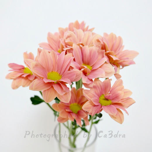 网红花材三文鱼小雏菊10支 商品图1