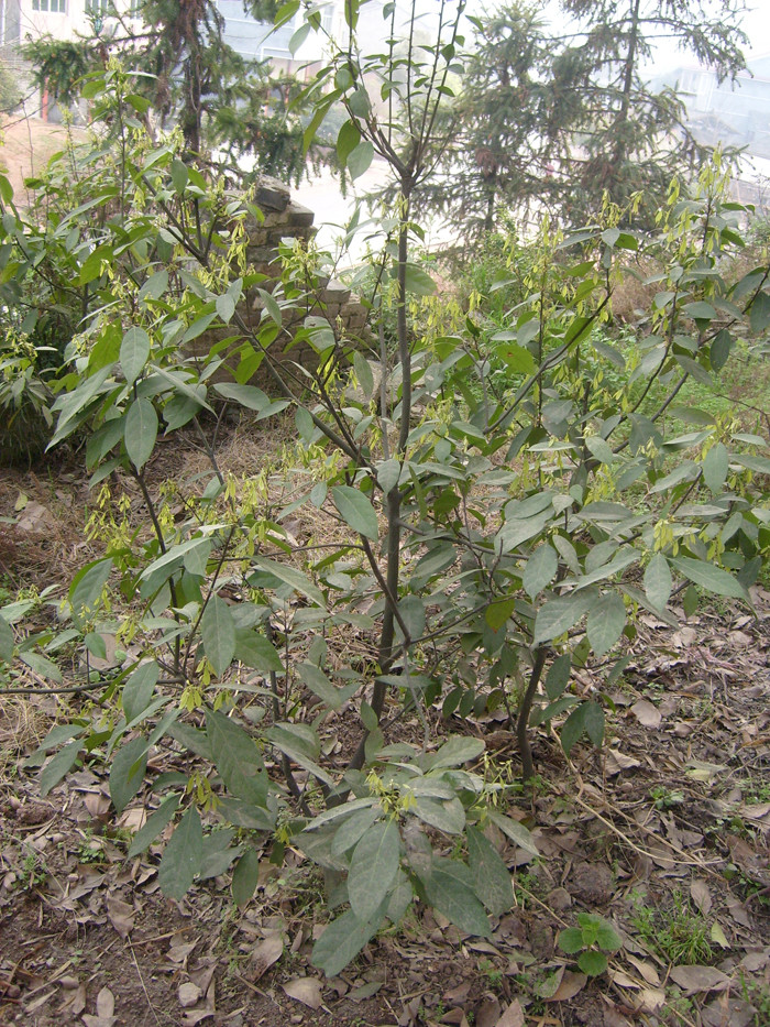 野生甜茶 甜茶叶