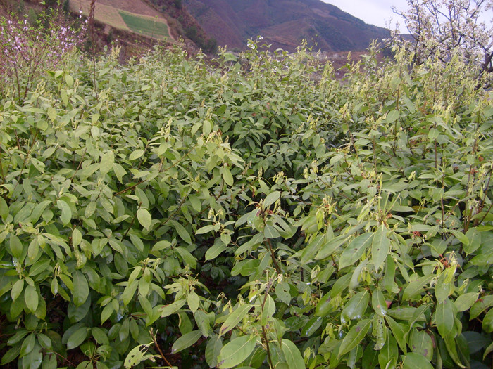 野生甜茶 甜茶葉