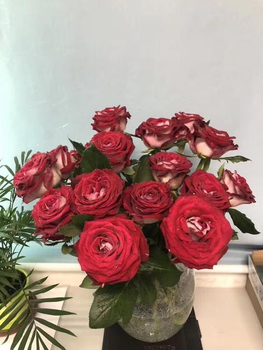 玫瑰 喜洋洋/喜羊羊 复色