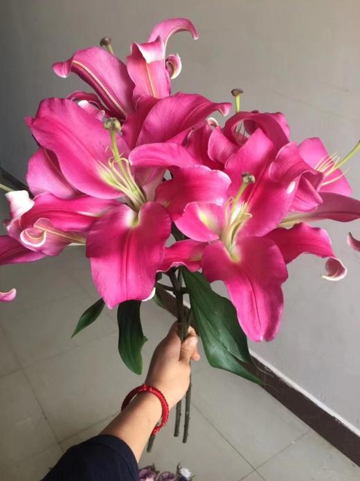 yfzc百合罗宾娜2头