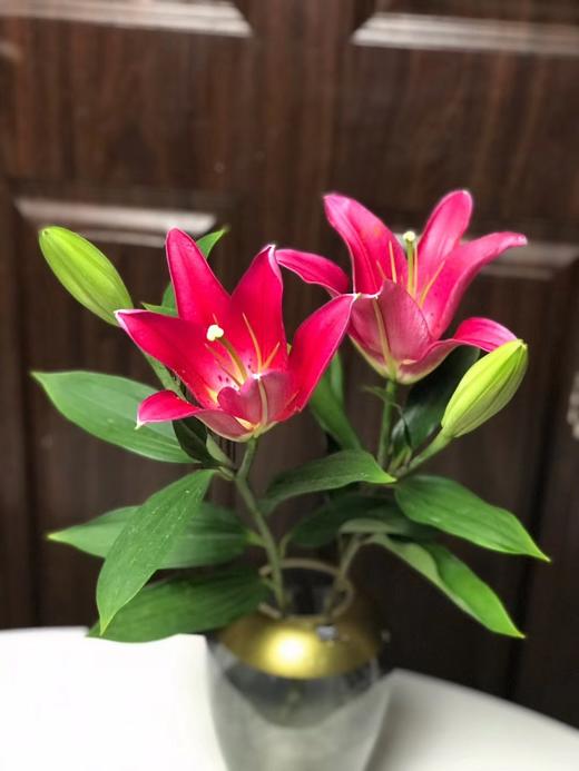 lb百合西诺红2头熟花