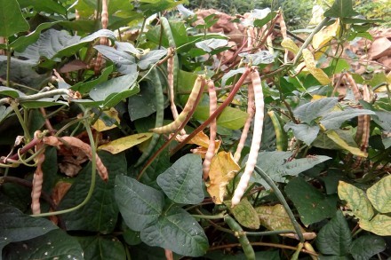 兔子腿豇豆(6元/斤)短豇豆,矮豇豆