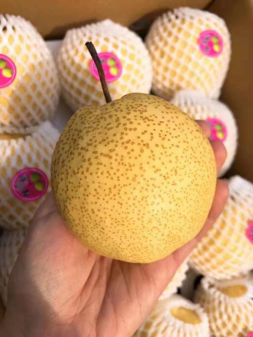 【同川酥梨/蜂蜜梨】10斤/箱,甜爽酥脆,皮薄肉厚,果核小,风味独特