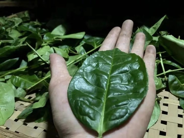 茶香记 弥陀岩佛手2019年 佛手 正岩产区 雪梨香 顺滑清甜 武夷岩茶