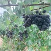 生态巨峰葡萄（珠海以外，货损不售后） | 合作生产*Organic Kyoho grapes | Coproduction 商品缩略图3