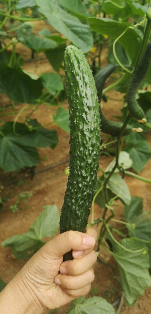 【鸿翠园招牌菜】鸿翠园 有机水黄瓜 商品图11