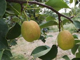 【顺丰包邮】2025新采摘新疆库尔勒香梨，晚采摘口感更佳基地直邮