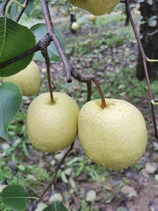 2025山西运城酥梨 多规格 顺丰包邮 商品图7