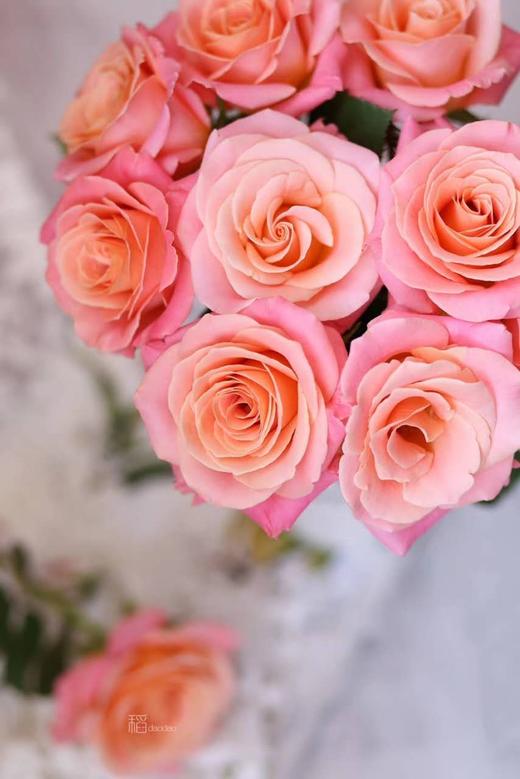 【昆明玫瑰】猪猪小姐，20枝/扎，A级 商品图2