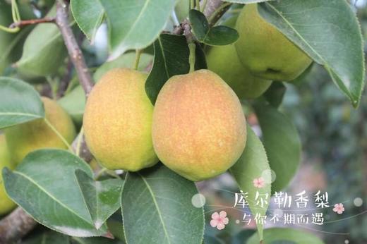 【顺丰包邮】2025新采摘新疆库尔勒香梨，晚采摘口感更佳基地直邮 商品图1