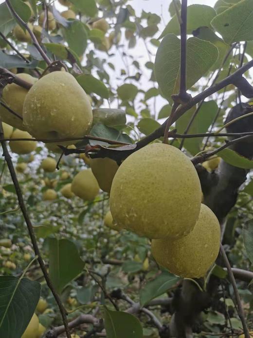 2025山西运城酥梨 多规格 顺丰包邮 商品图1