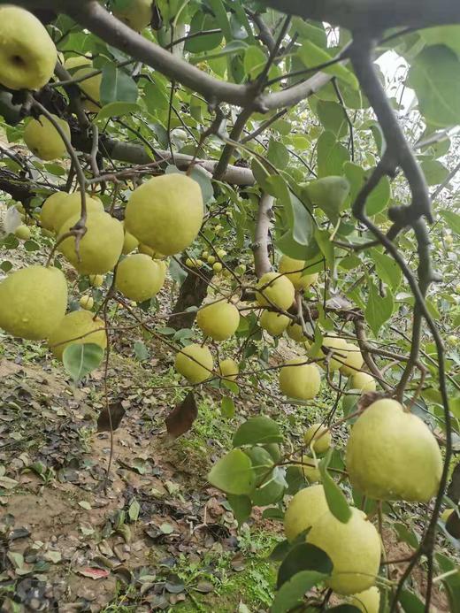 2025山西运城酥梨 多规格 顺丰包邮 商品图3