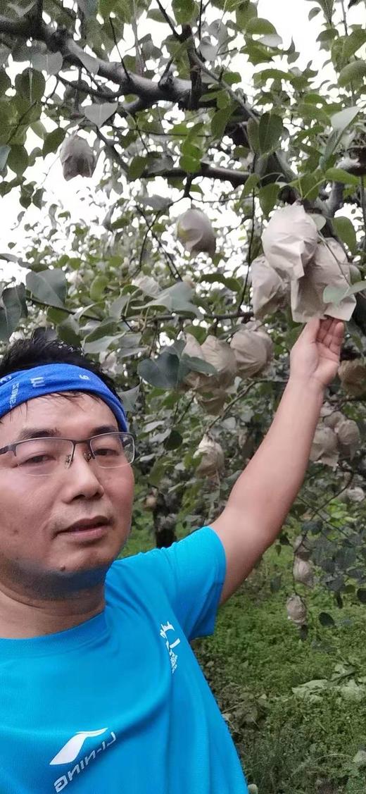 2025山西运城酥梨 多规格 顺丰包邮 商品图2